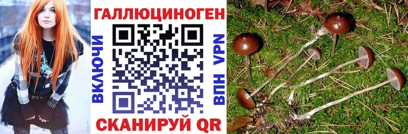 как найти   Болотное  Псилоцибиновые грибы Psilocybe 